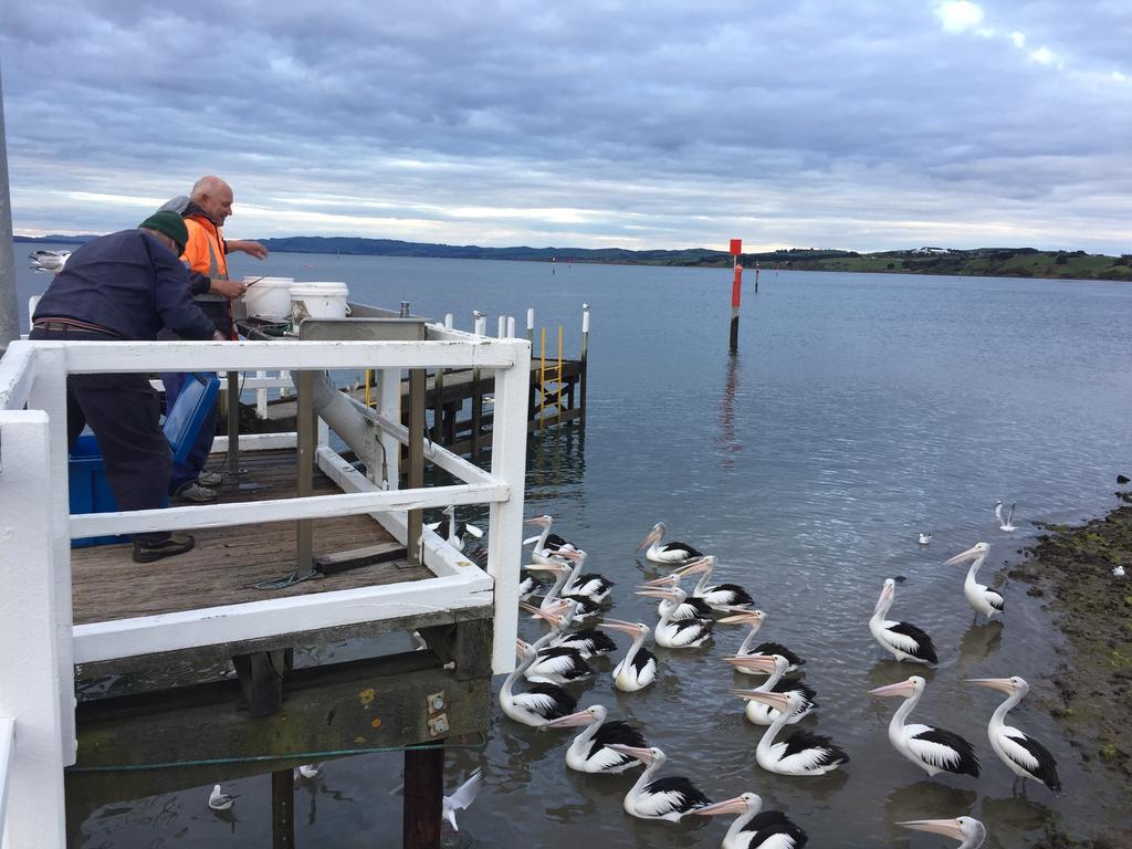 Pelicans Motel Сан-Ремо Екстер'єр фото